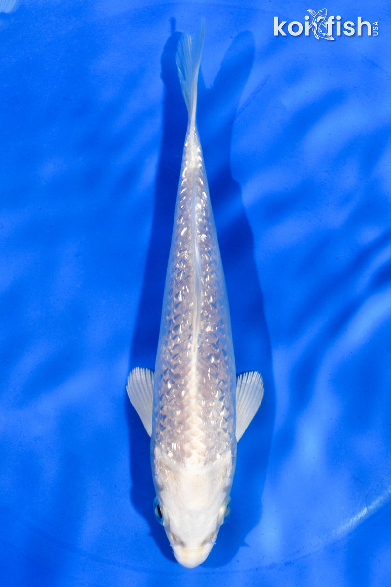 5.5" GINRIN PLATINUM OGON
