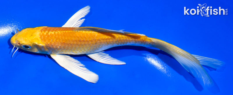 6" YAMABUKI OGON BUTTERFLY