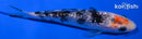 4.25" GINRIN SANKE