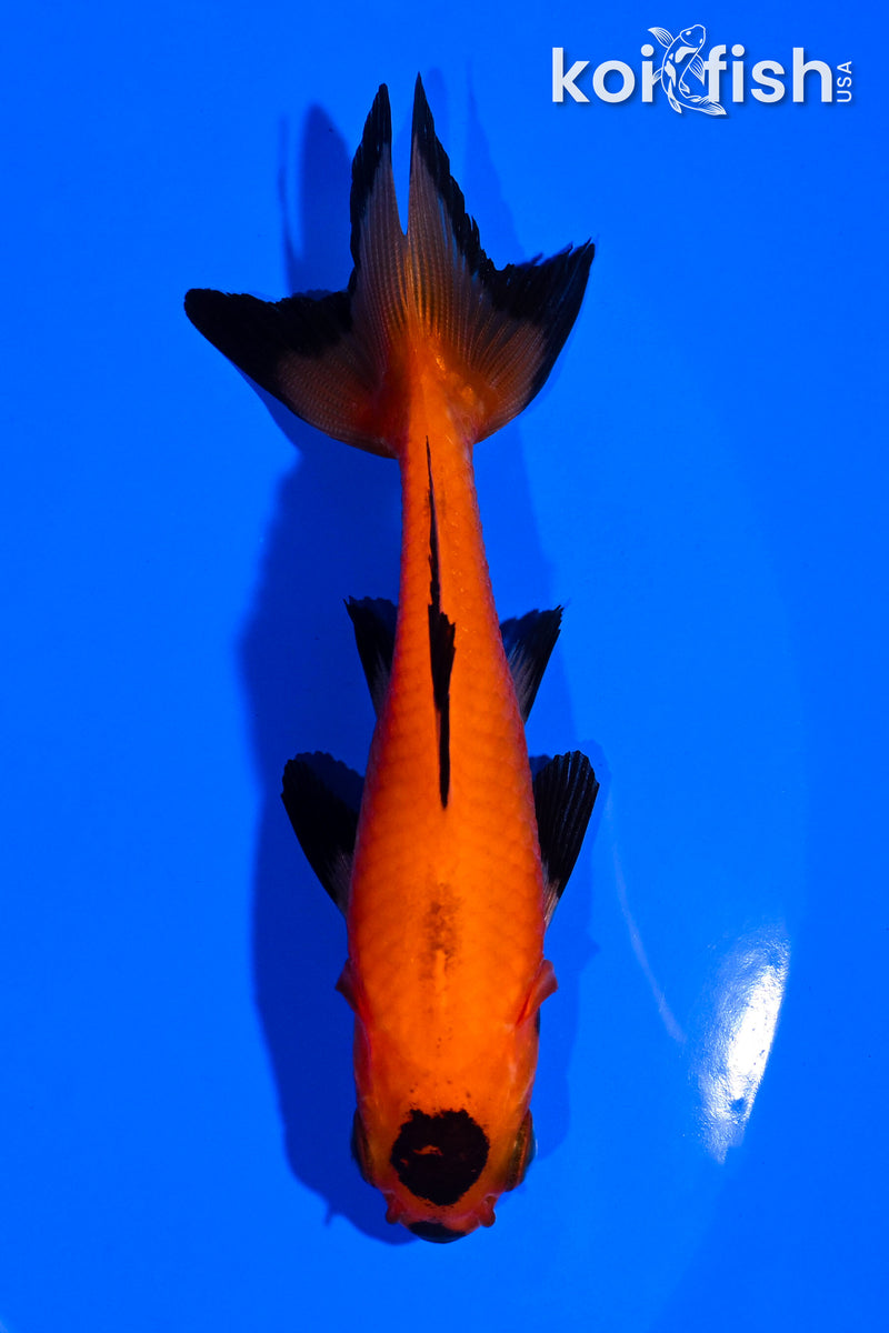 3.75" WAKIN GOLDFISH