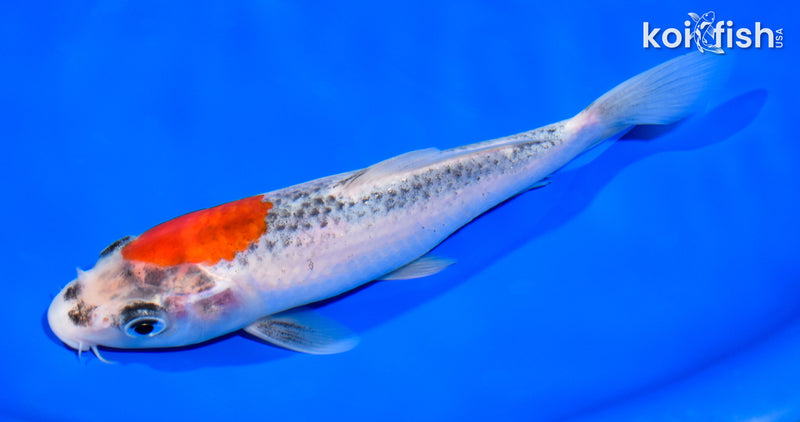 7.25" GOSHIKI