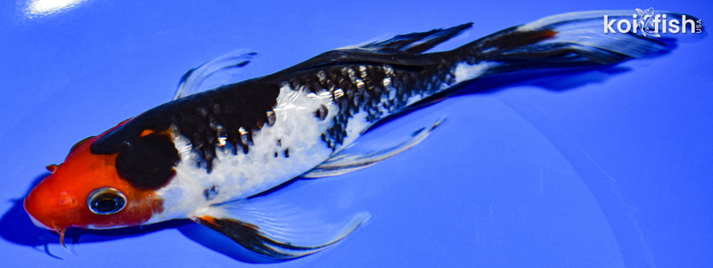 6.5" GINRIN SANKE BUTTERFLY