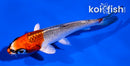 4" KUJAKU