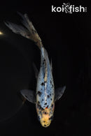 9" SHUBUNKIN GOLDFISH