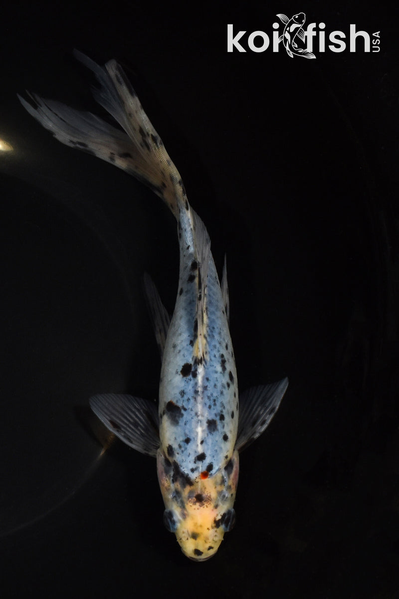 9" SHUBUNKIN GOLDFISH