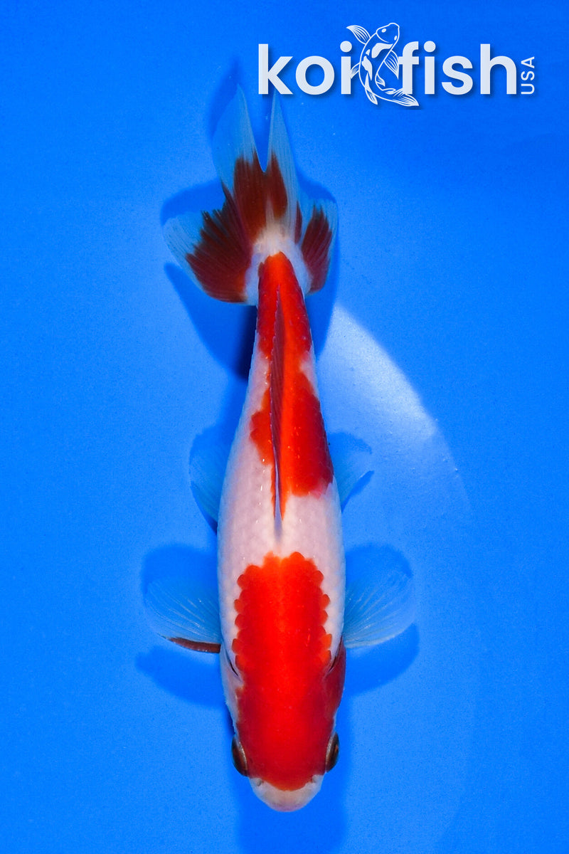 4.5" SARASA WAKIN GOLDFISH