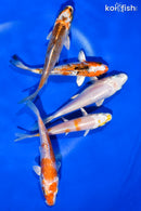 PACK OF (5) 4-4.5" STANDARD KOI