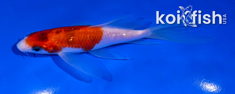 5" GINRIN GOROMO BUTTERFLY