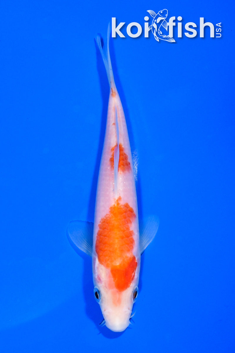 5.25" KOHAKU