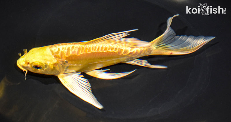 6.75" ARAGOKE YAMABUKI OGON BUTTERFLY