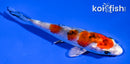 3.5" YAMATO NISHIKI