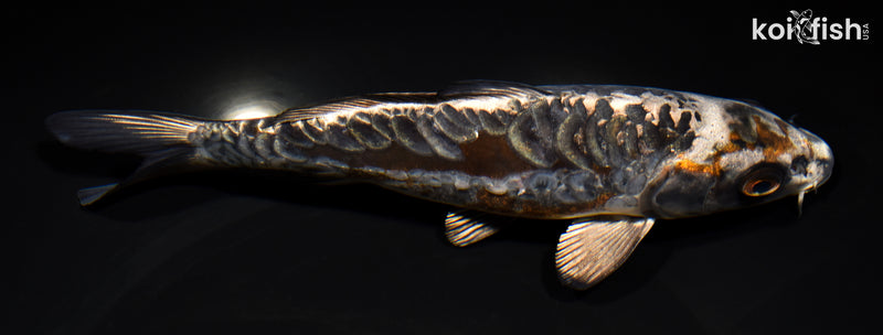 7.5" ARAGOKE BENI KIKOKURYU