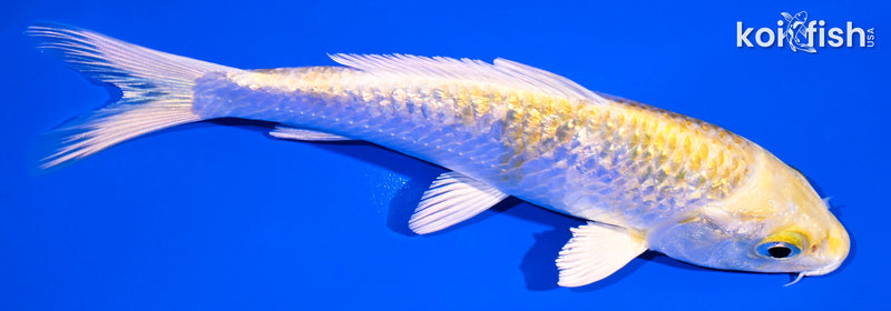 5.25" GINRIN LEMON HARIWAKE