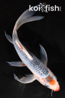 7.25" ASAGI BUTTERFLY