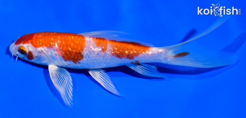 5.5" GINRIN HARIWAKE BUTTERFLY