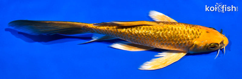 7" GINRIN ORENJI MATSUBA BUTTERFLY