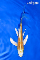 6" HARIWAKE BUTTERFLY