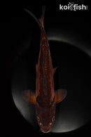 11.5" DOITSU CHAGOI