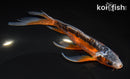 7.25" GINRIN HI SHUSUI BUTTERFLY