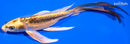 8.25" KIN KIKOKURYU BUTTERFLY