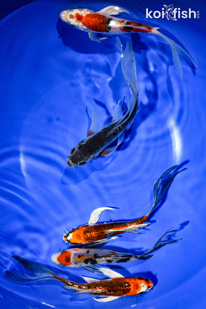 PACK OF (5) 6" BUTTERFLY KOI