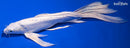 10" DOITSU PLATINUM OGON BUTTERFLY