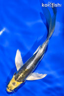 6" KIN KIKOKURYU BUTTERFLY