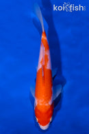 7.5" KOHAKU