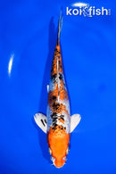 7.75" GINRIN YAMATO NISHIKI