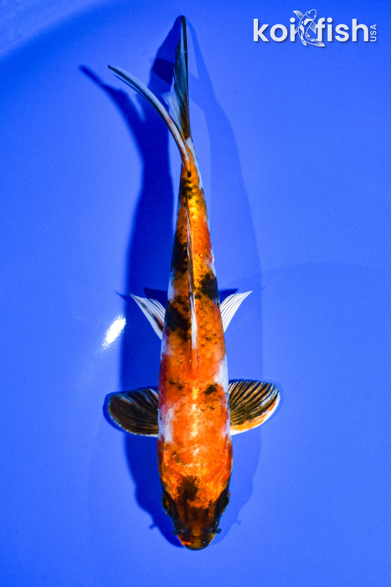6.75" KIN SHOWA