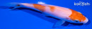 5.75" KOHAKU