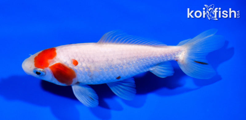 5.25" WAKIN GOLDFISH