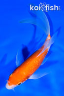 6" GINRIN KOHAKU BUTTERFLY
