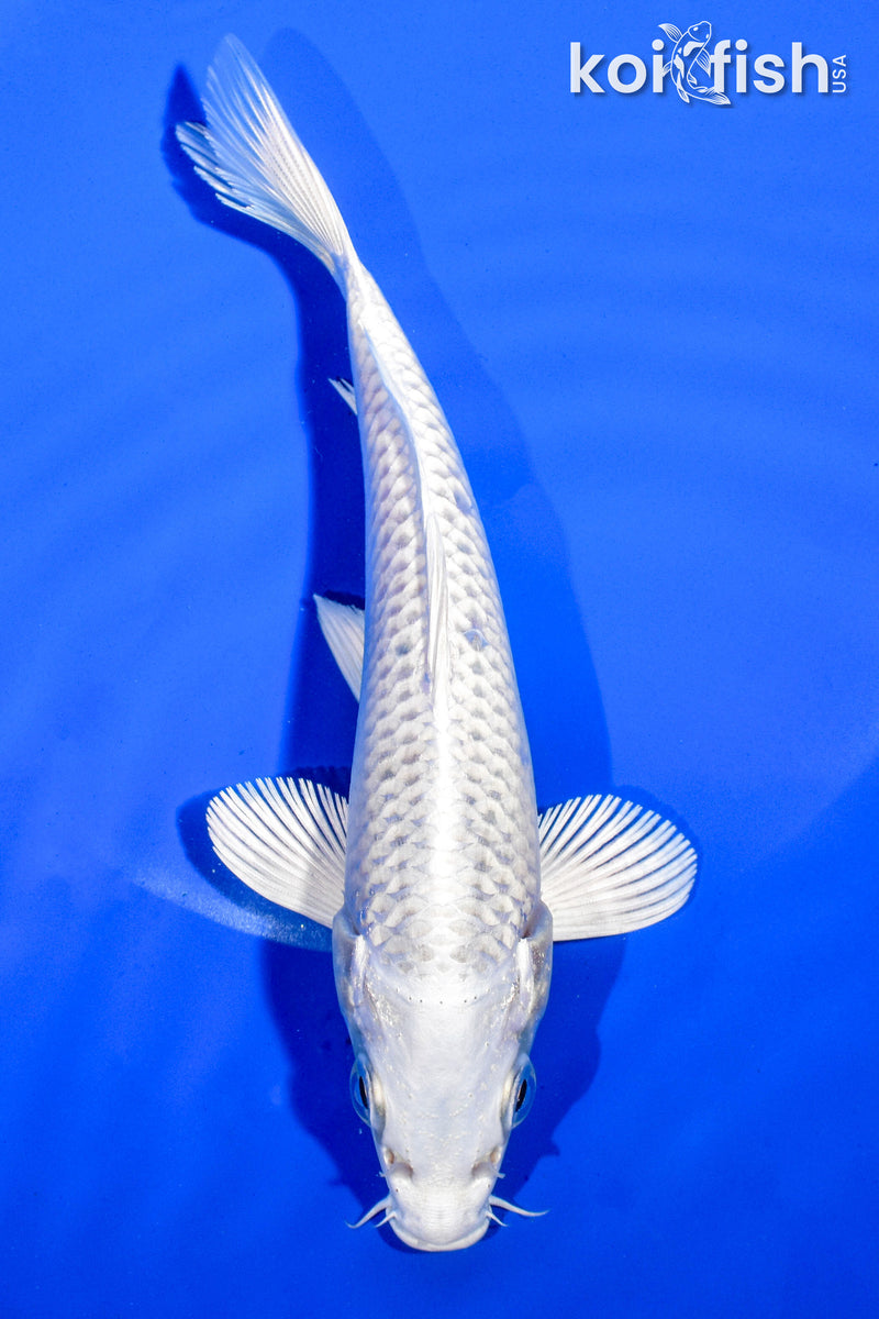 6" PLATINUM OGON