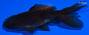 4.25" ORANDA GOLDFISH