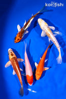 PACK OF (5) 4-5" STANDARD KOI