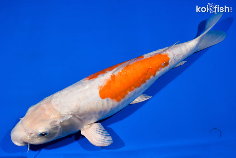 16" METALLIC ARAGOKE OCHIBA SHIGURE