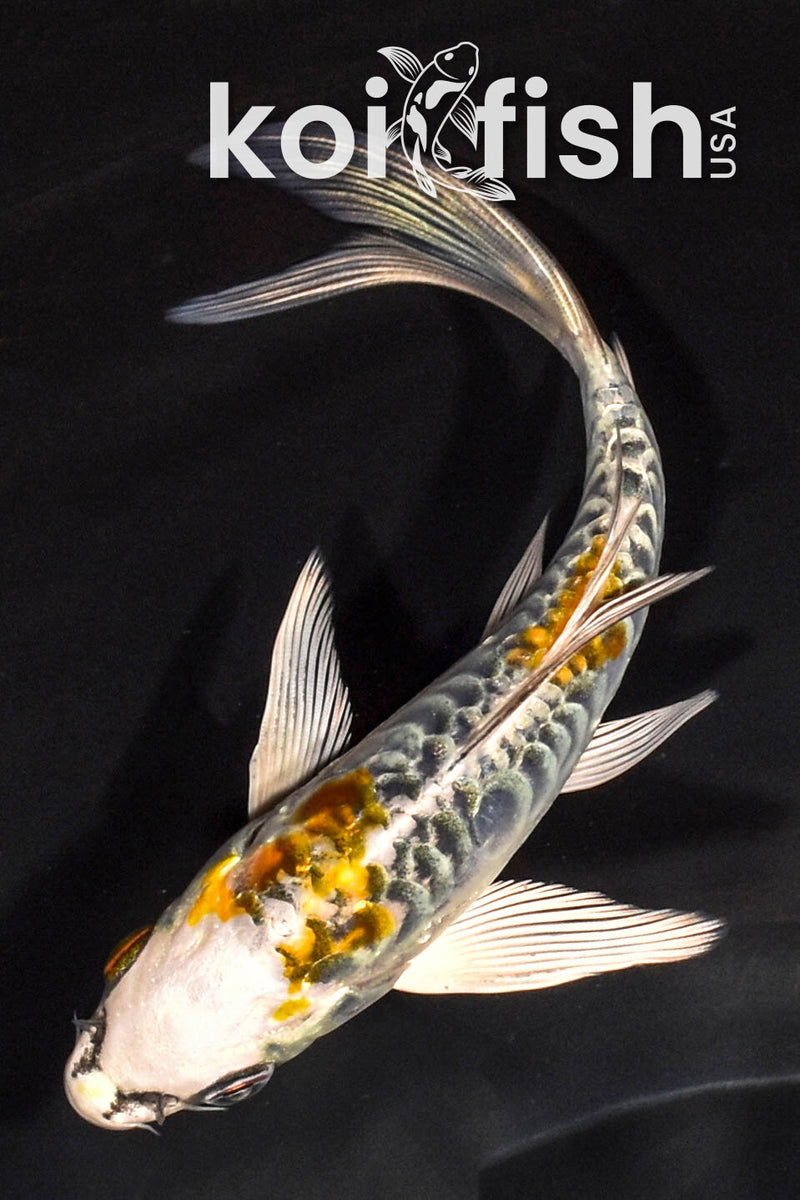 5.75" ARAGOKE KUJAKU BUTTERFLY