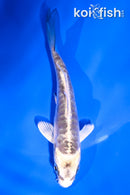 4" ARAGOKE KIKOKURYU
