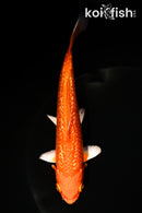 5.5" GINRIN ORENJI OGON