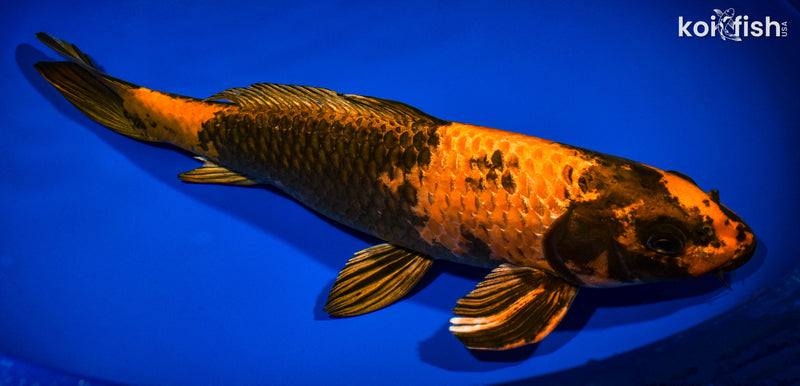 14.5" KIN HI UTSURI