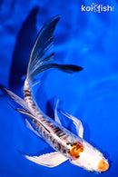 5.75" ARAGOKE HEISEI NISHIKI BUTTERFLY