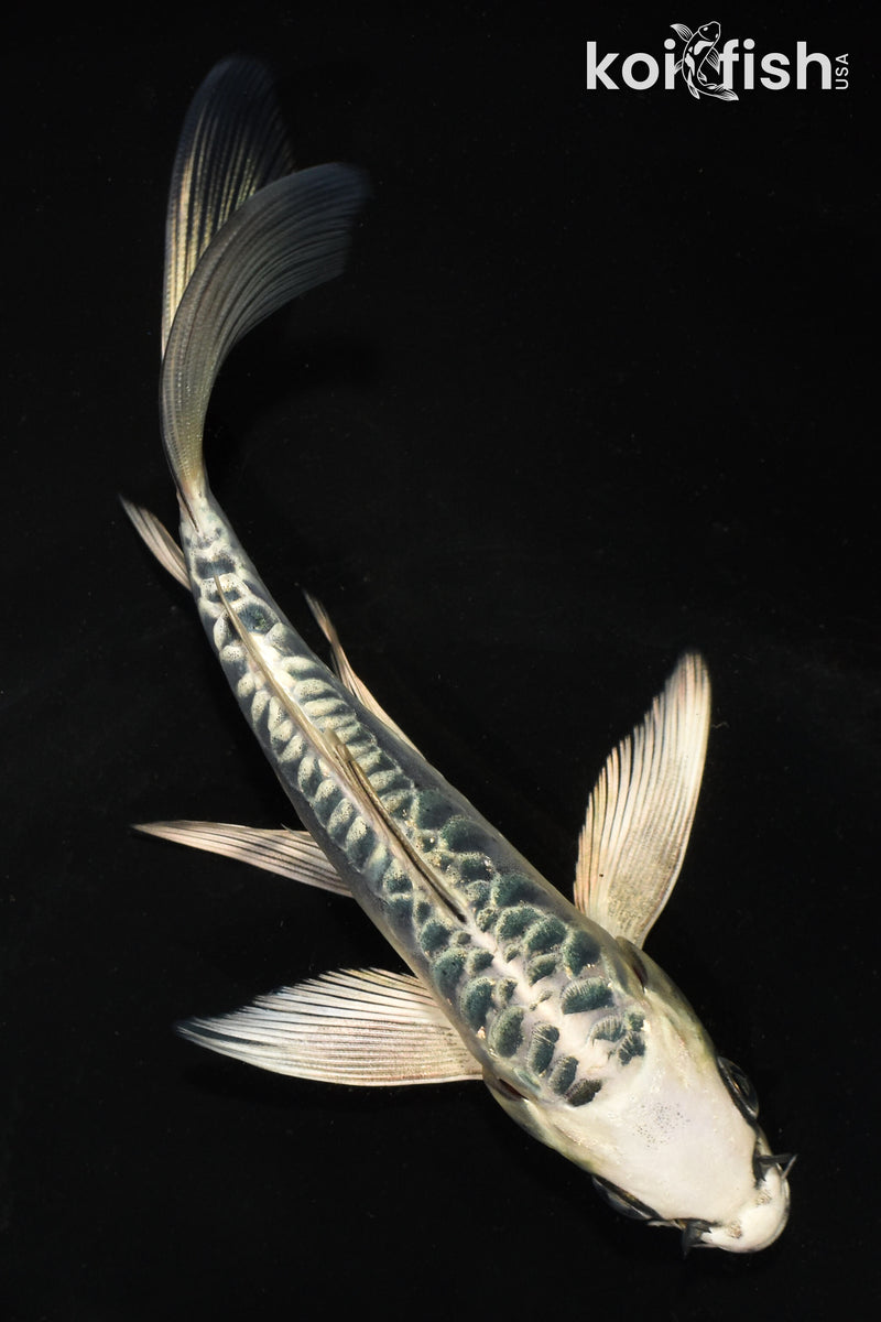 6" ARAGOKE KIKOKURYU BUTTERFLY