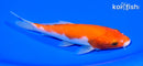 5.75" KOHAKU
