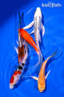 PACK OF (5) 4-5.5" BUTTERFLY KOI