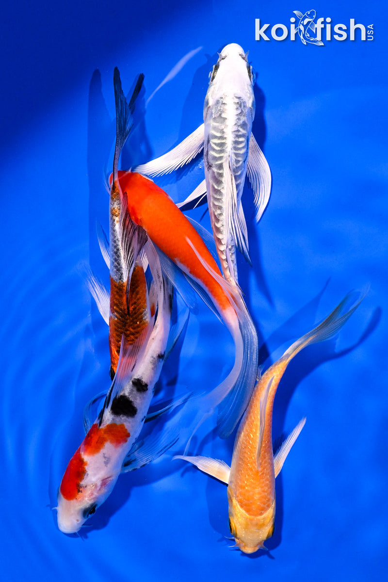 PACK OF (5) 4-5.5" BUTTERFLY KOI
