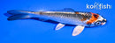 5.5" BENI GINGA