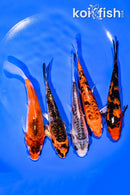 PACK OF (5) 5.25-5.5" STANDARD KOI
