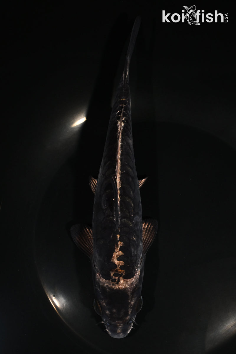 7.5" ARAGOKE BENI KIKOKURYU