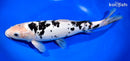 13" LEATHER SHIRO BEKKO